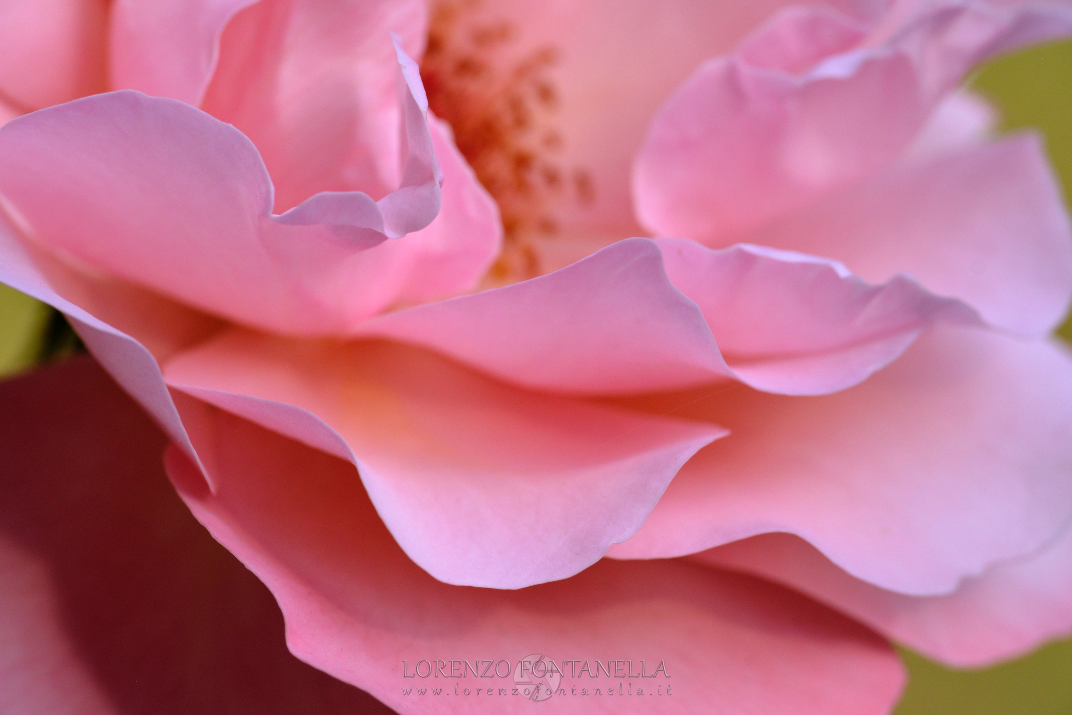 Pink Rose