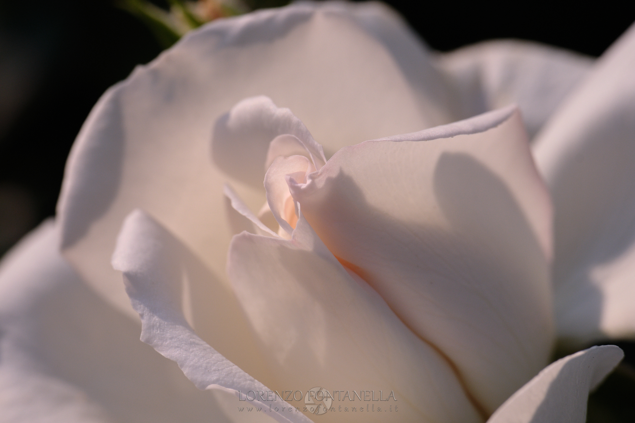 White Rose