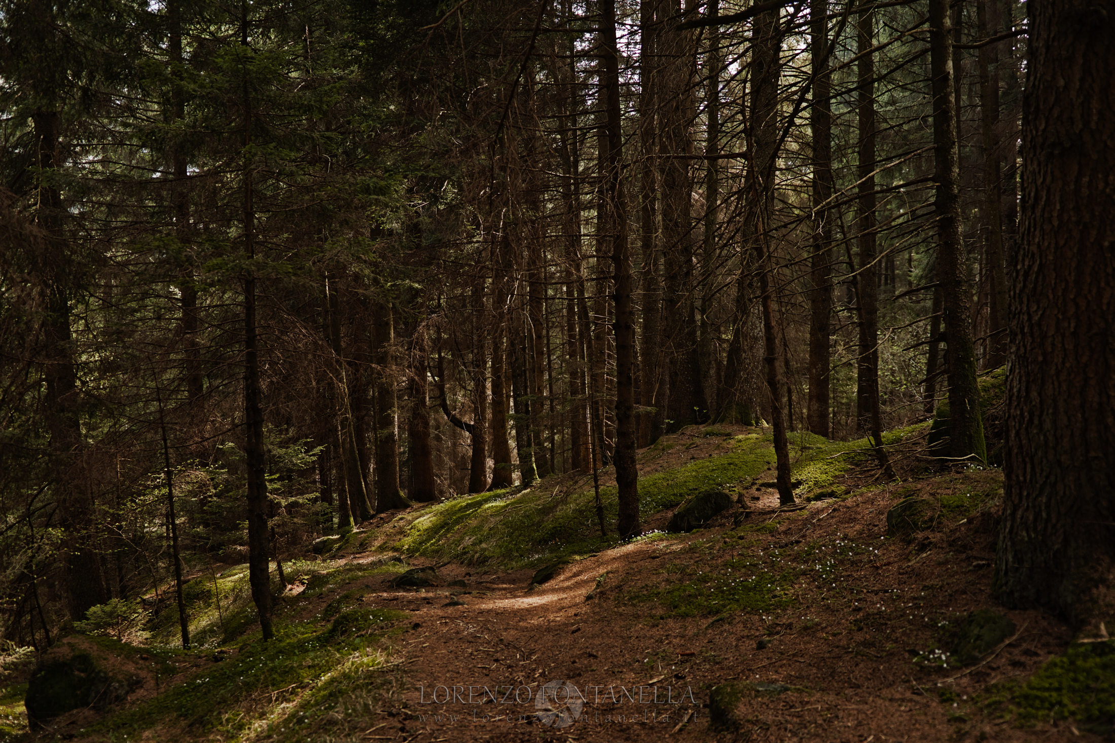 Enchanted Forest