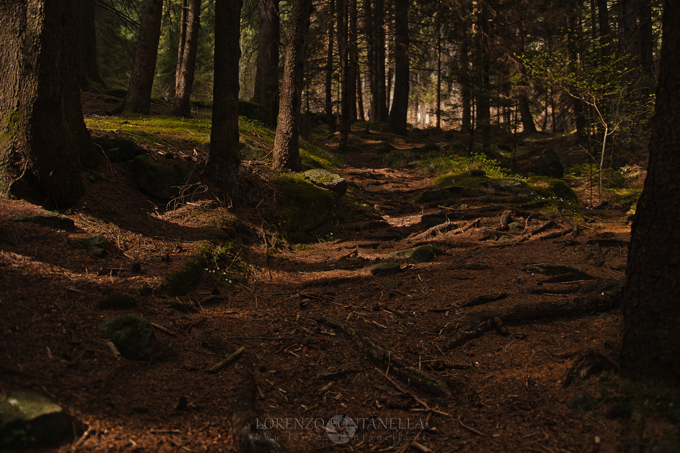 Enchanted Forest