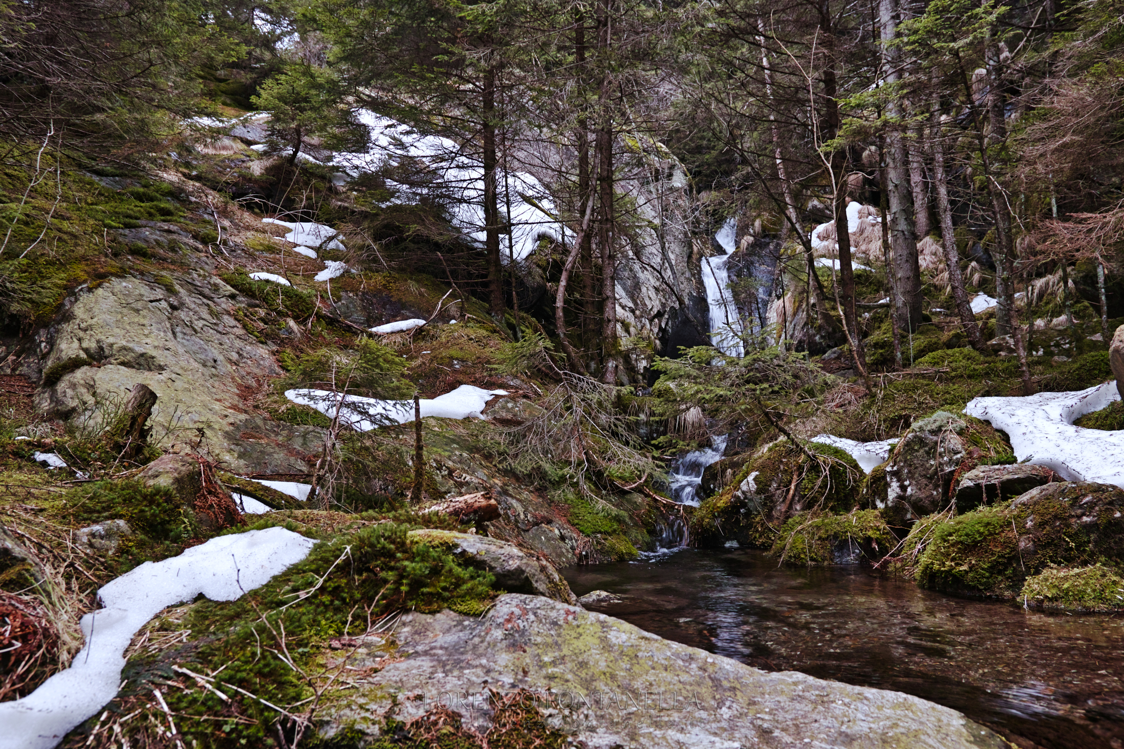 Enchanted Forest