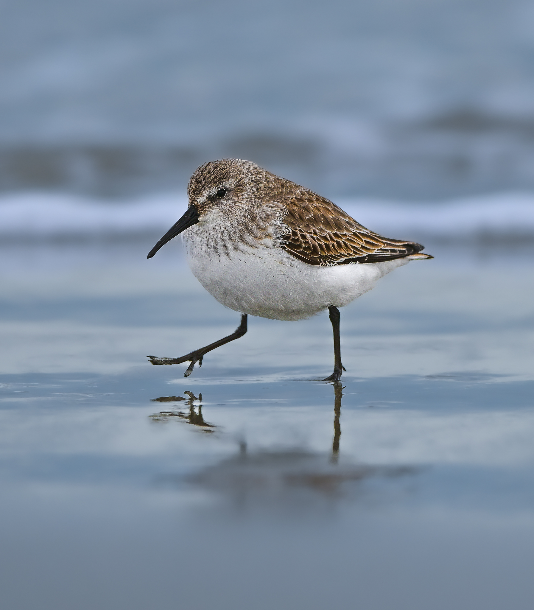Dunlin