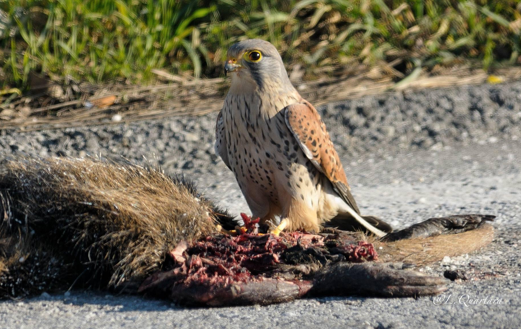 Kestrel Meal