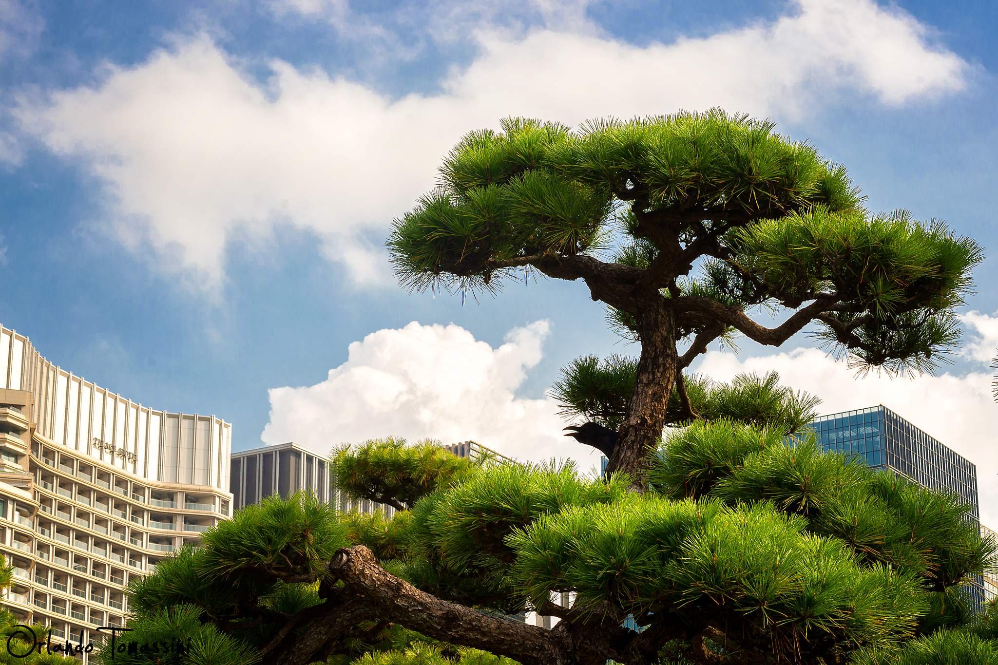 Un Corvo tra i grattacieli di Tokyo