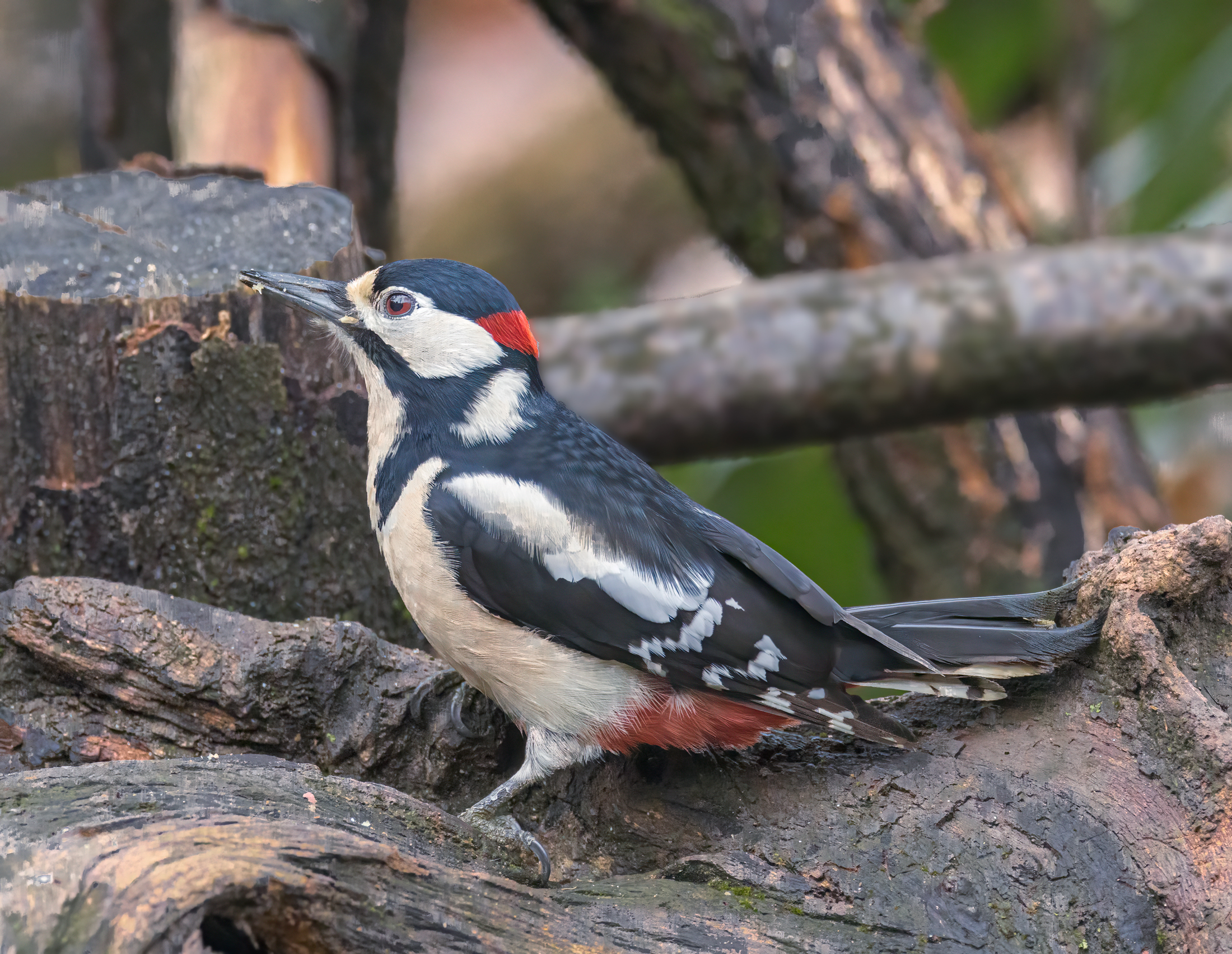 Picchio rosso maggiore