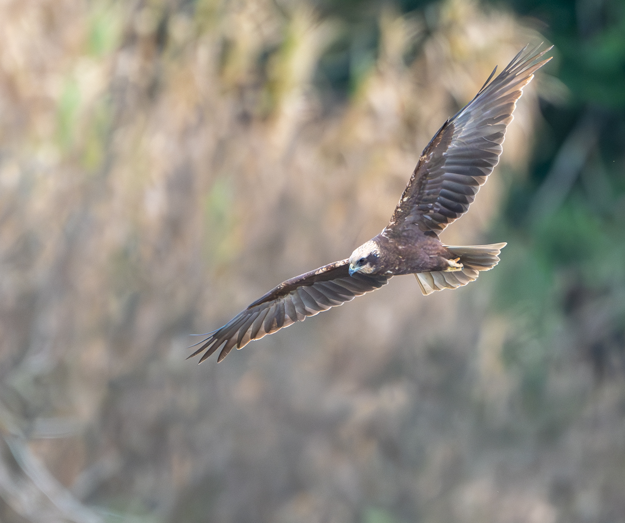 il mio primo falco