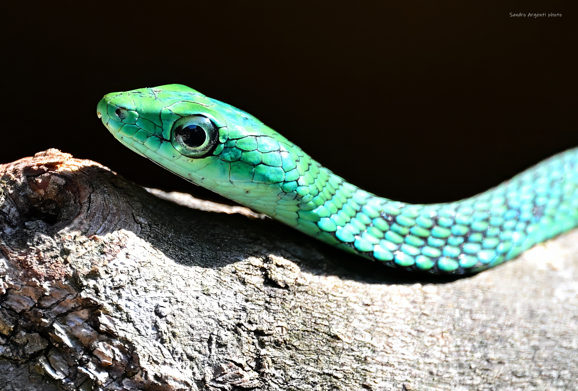Primo piano del Serpente verde maculato
