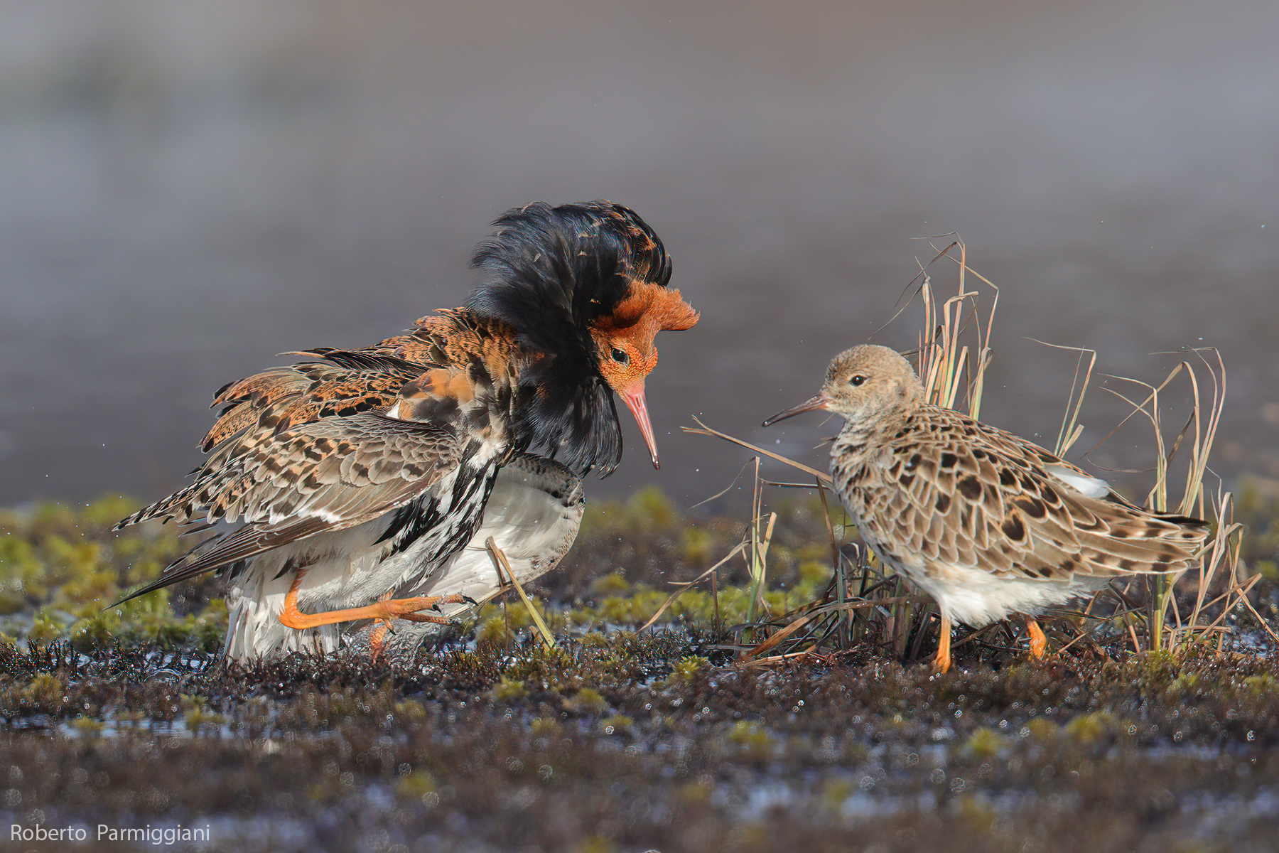 Il corteggiamento del combattente