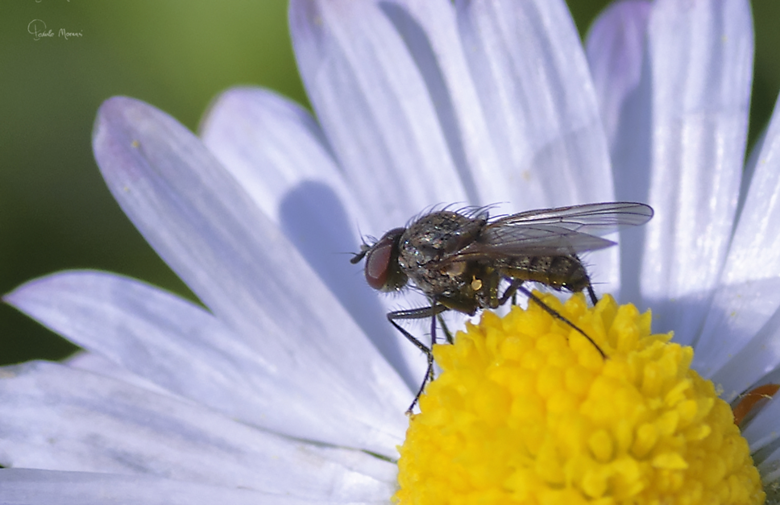 Mosca sulla margherita