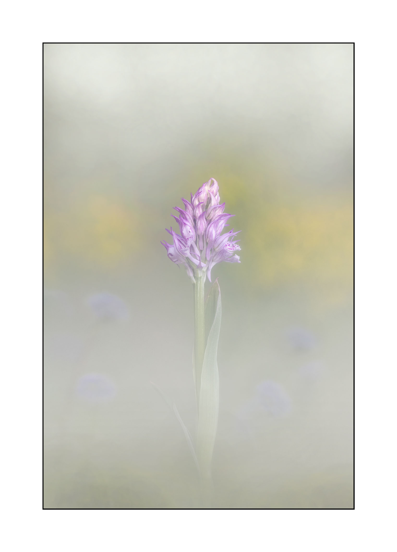 Neeotineaa tridentata