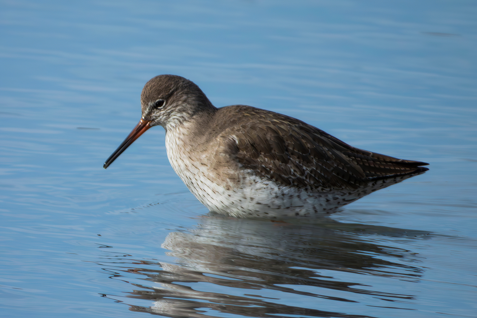 Redshank