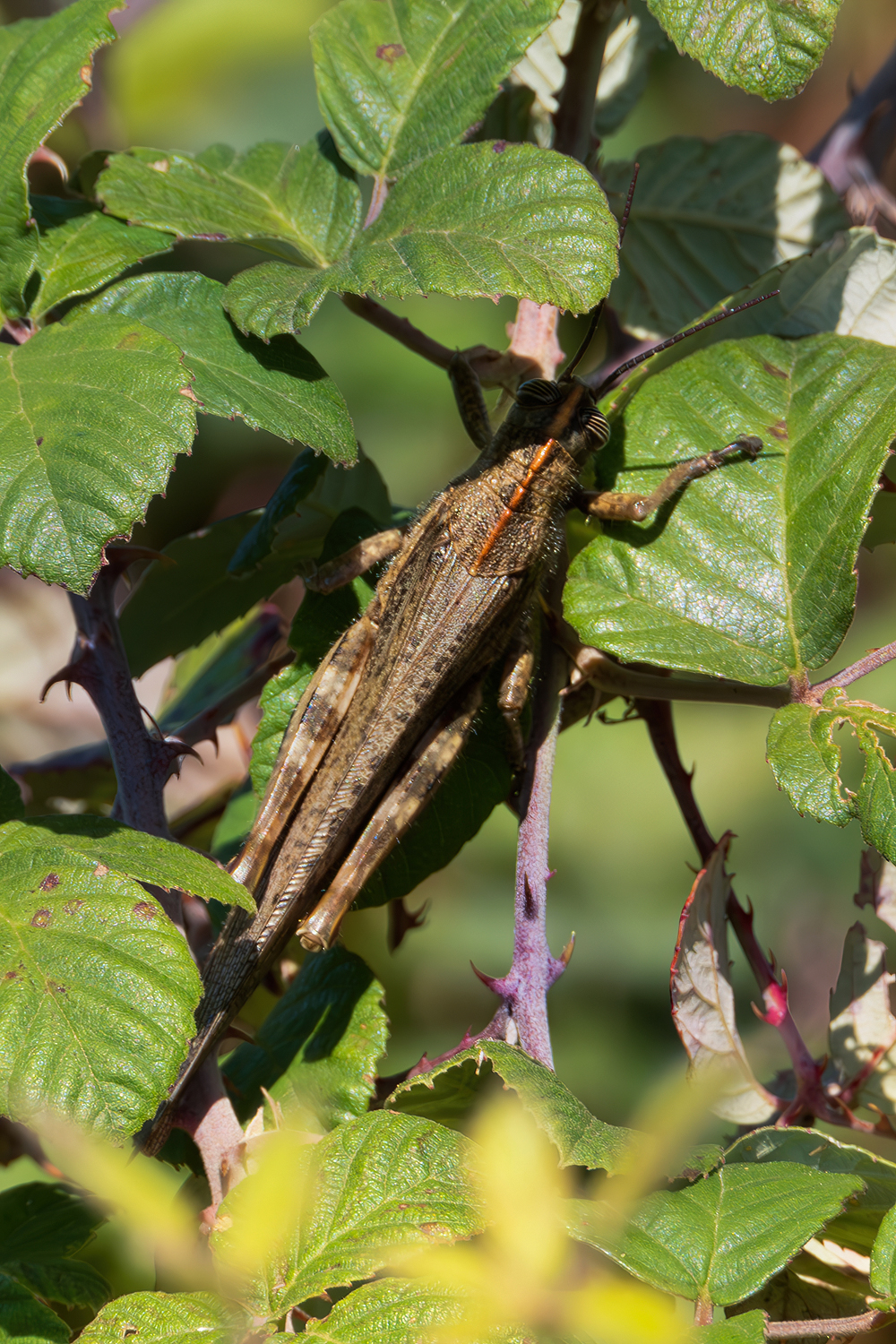 Anacridium aegyptium (Egyptian locust)