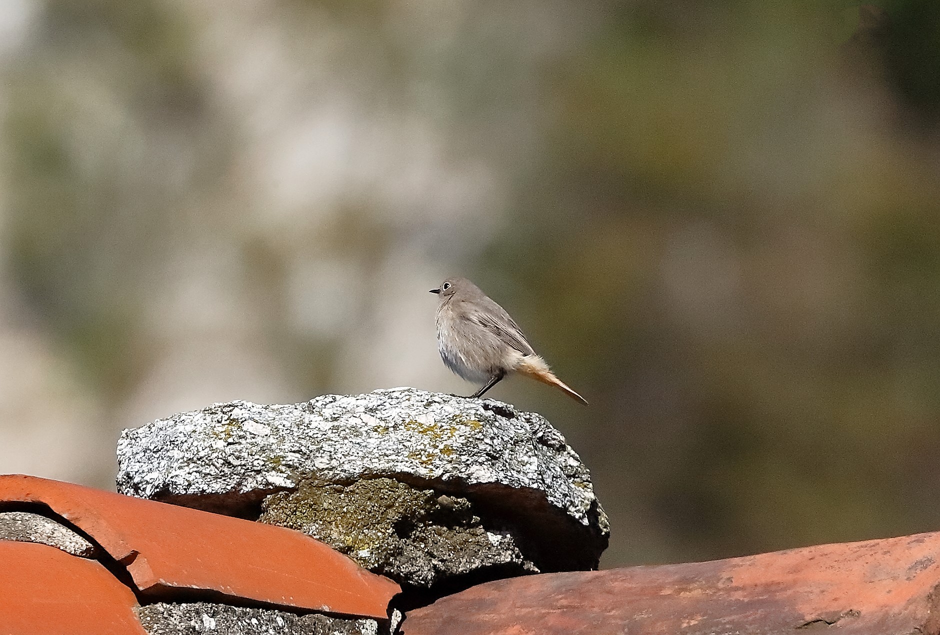 Redstart 05-11-2023