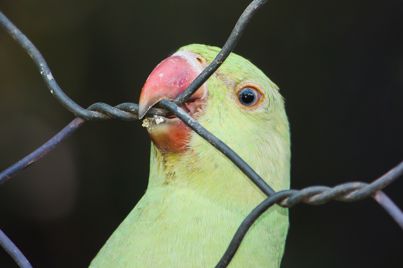 Parakeet