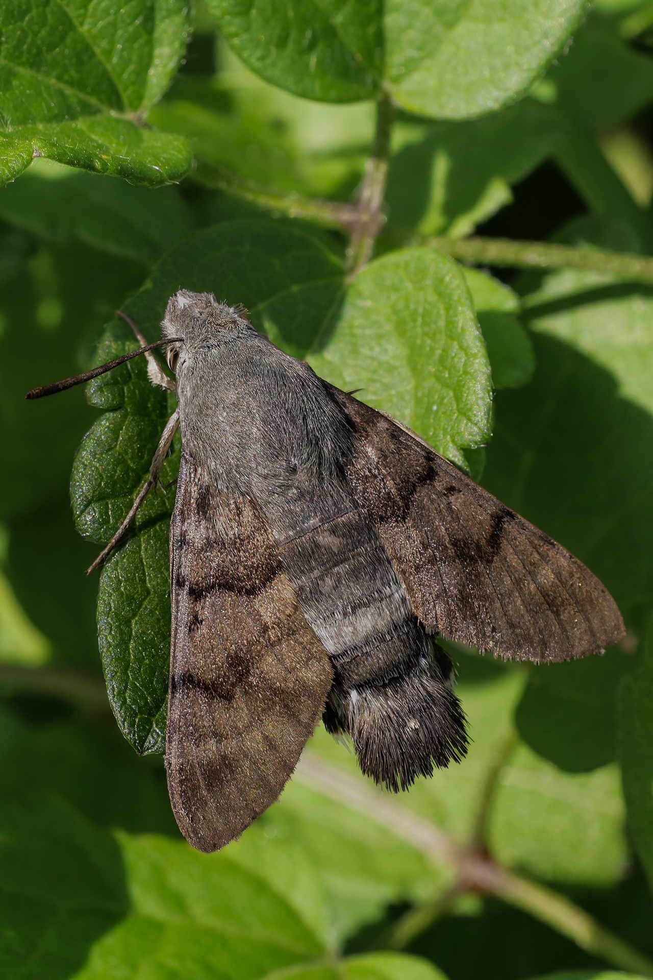 Macroglossum stellatarum