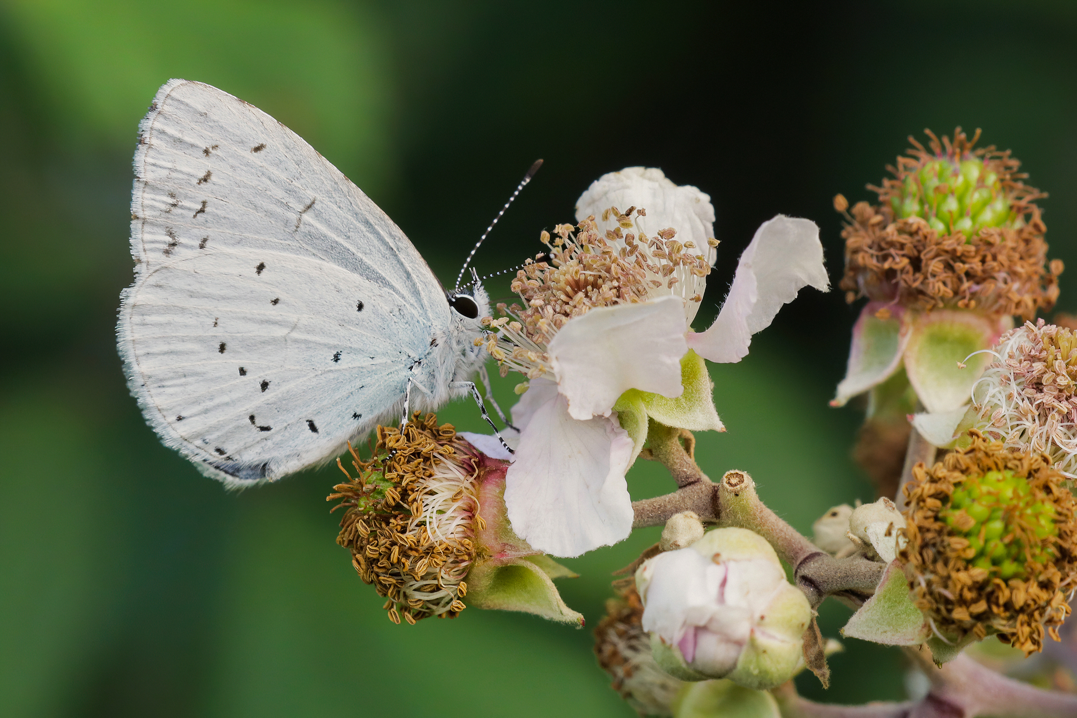 Celastrina argiolus