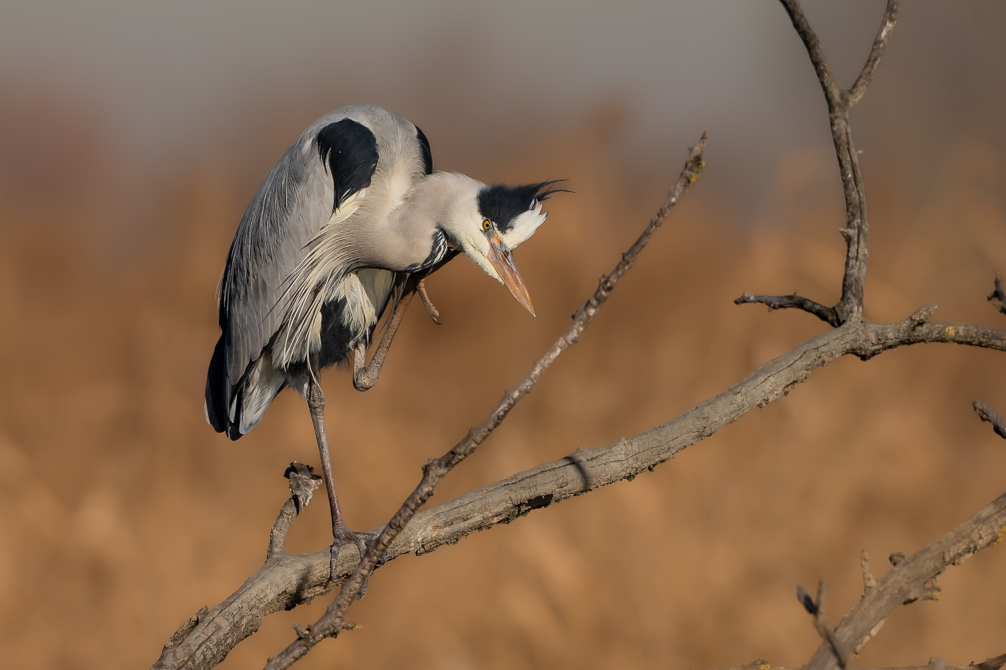 cenerino Bobby Solo.