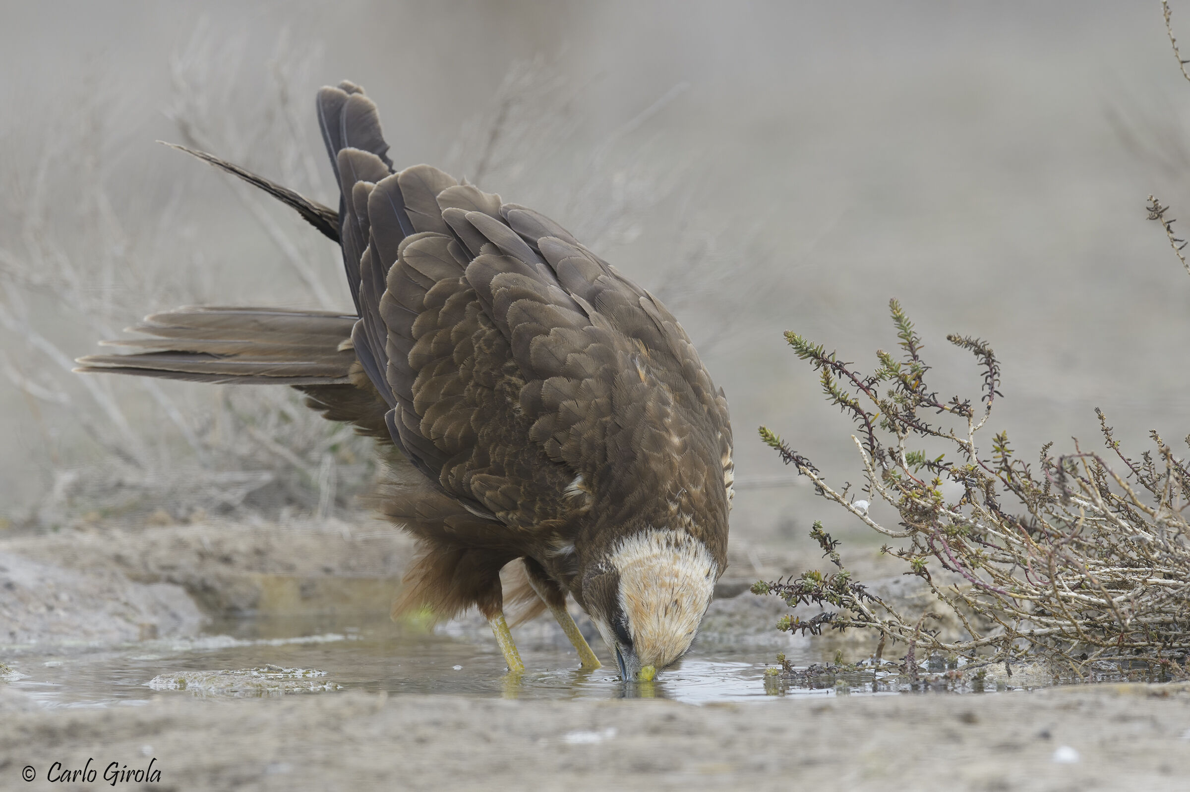 Marsh Harrier (Circus aeruginosus)