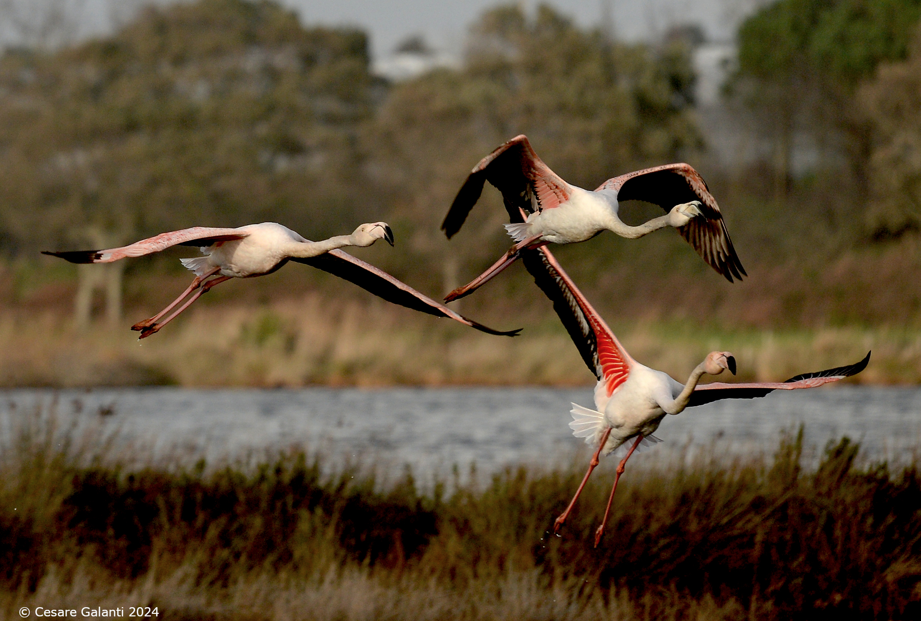 Pink Flamingos at the Swamps of Hell