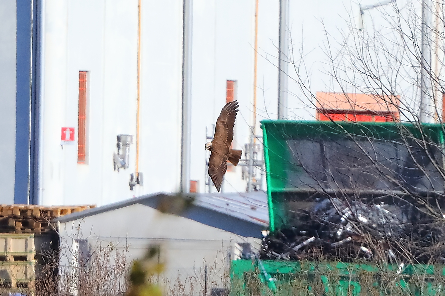 Marsh Harrier F 28-11-2023