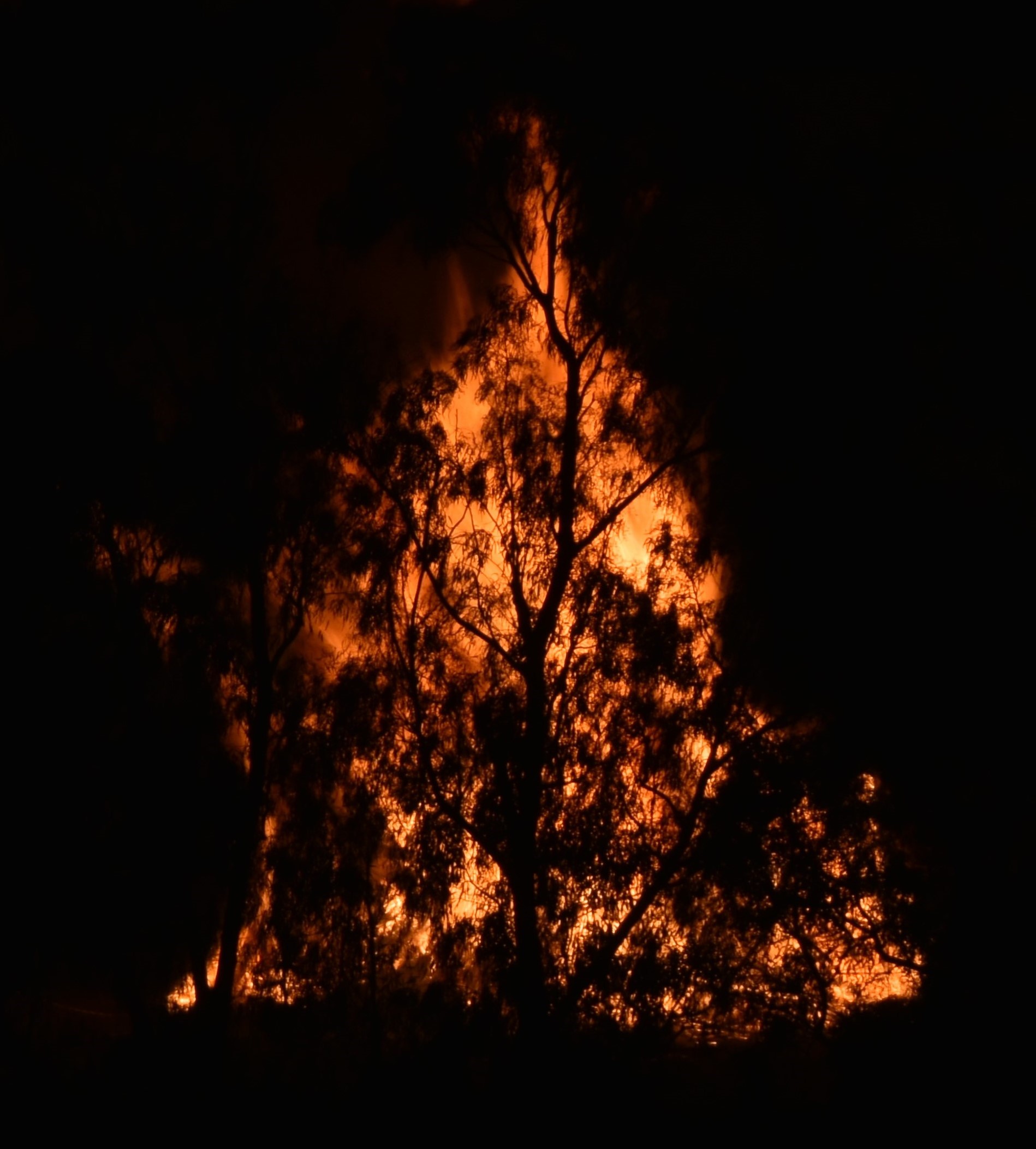 "Sant'Antonio e la foglia"