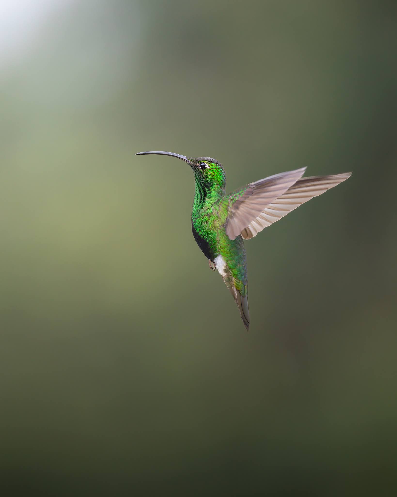 Lafresnay hummingbird