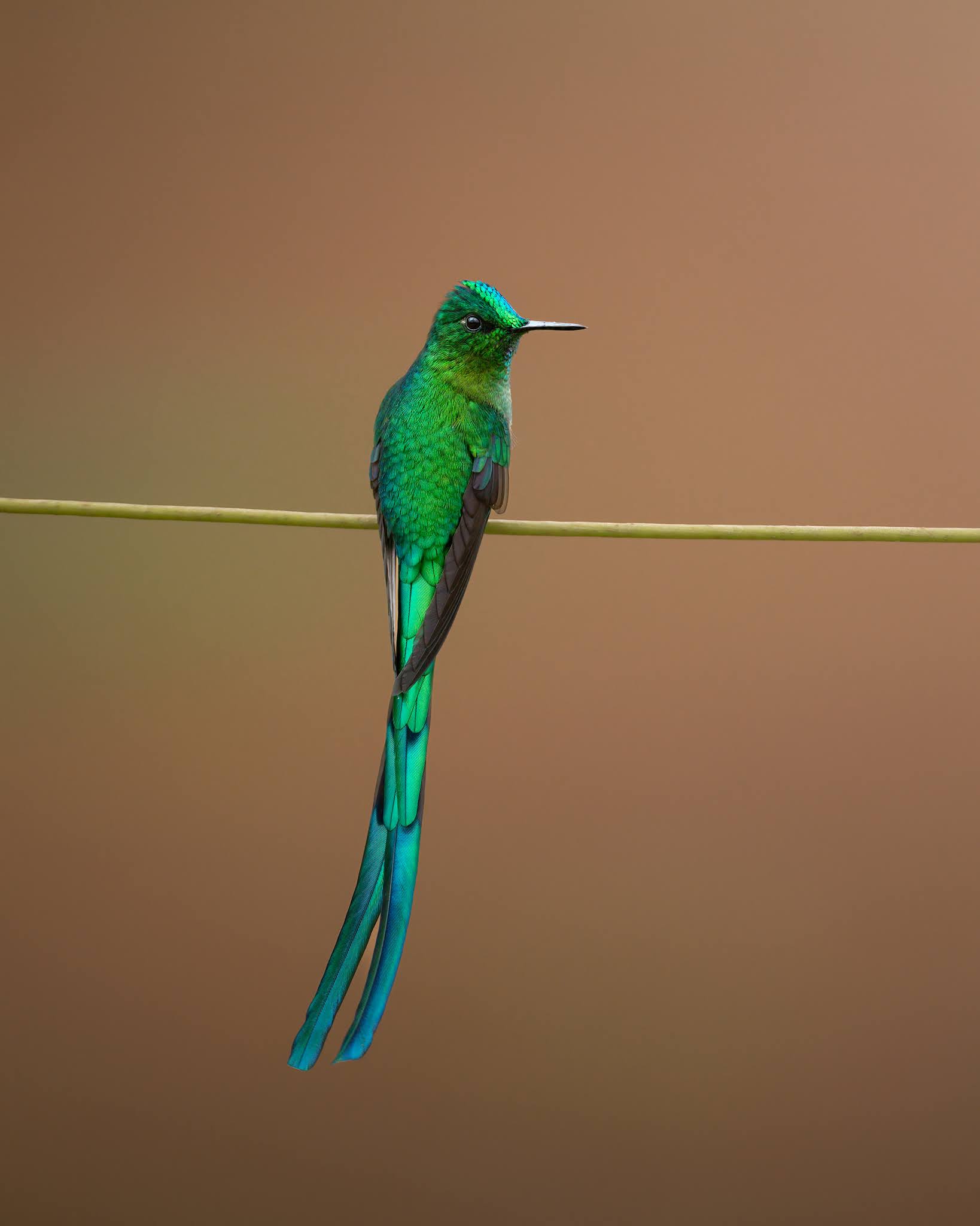 Long-tailed Sylph