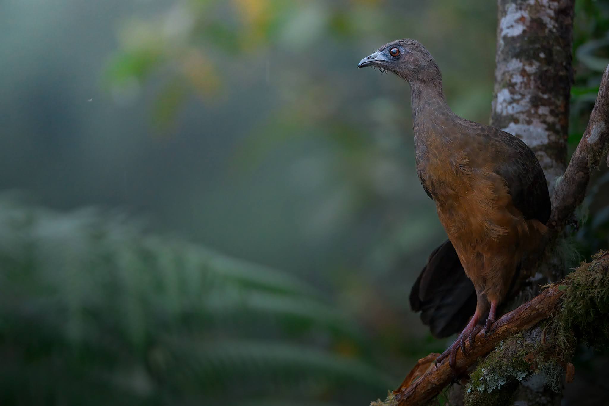 Grey-headed ciacialaca