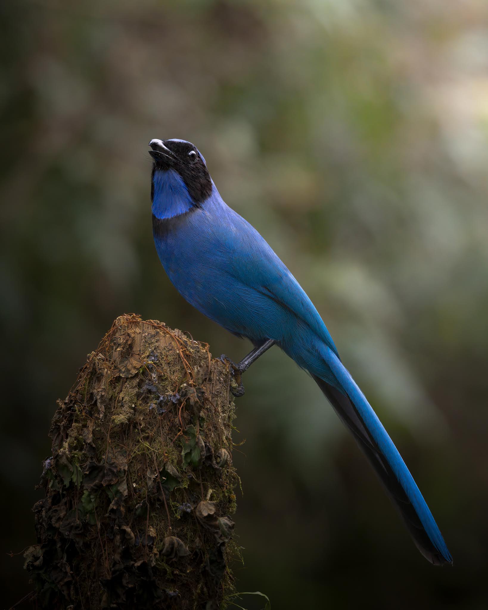 Black-collared jay