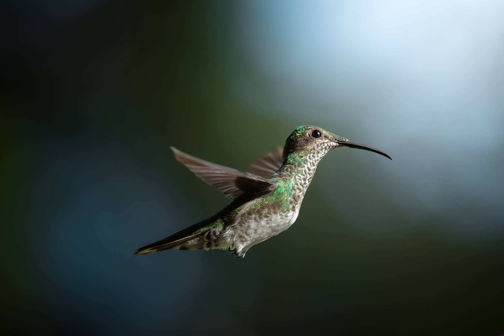White-necked hummingbird