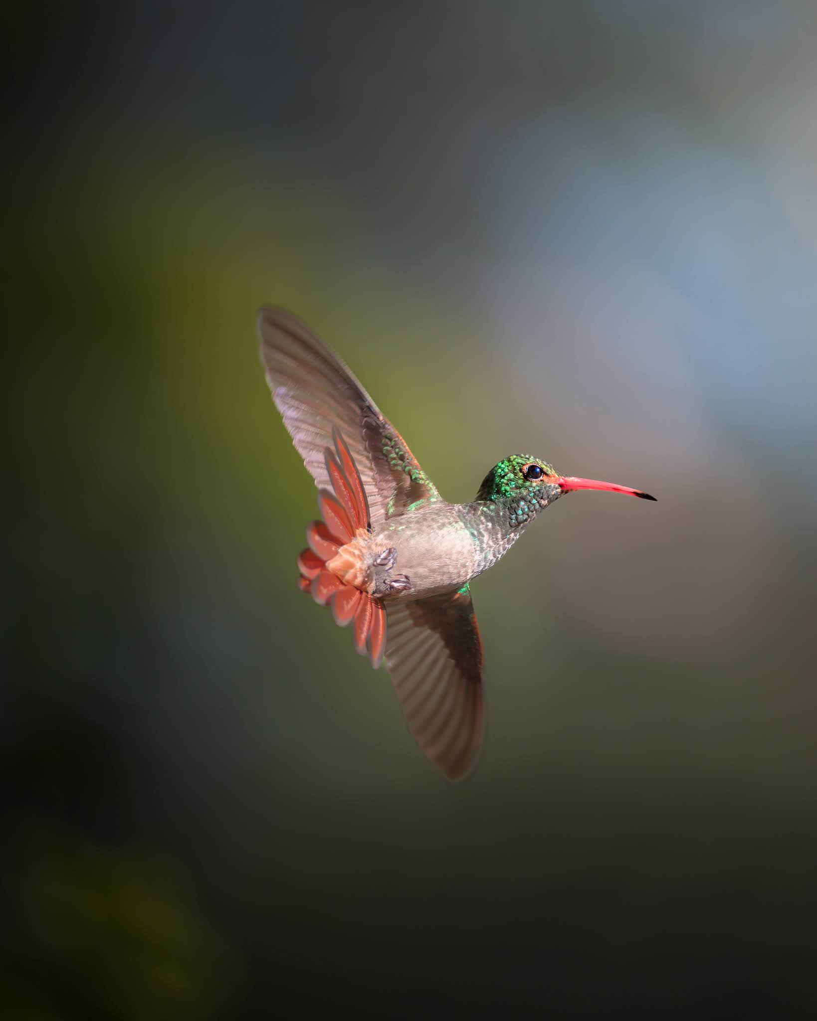 Rufous-tailed Amazilia