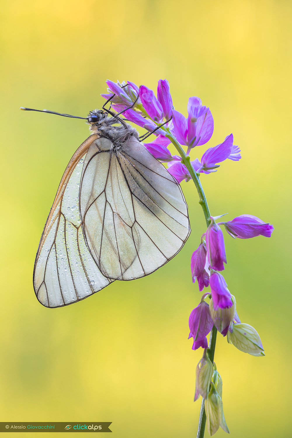Aporia crataegi
