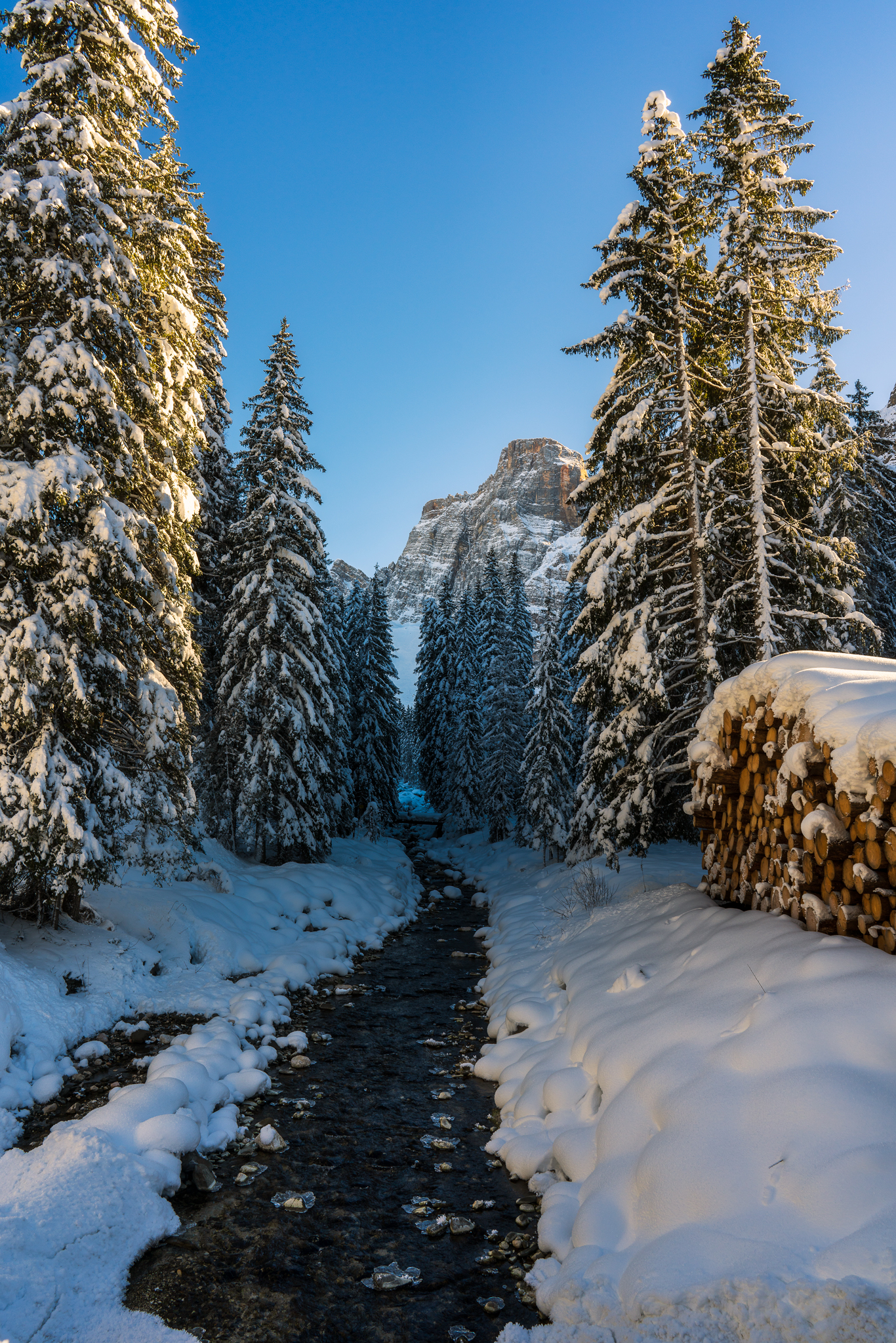 stream between trees