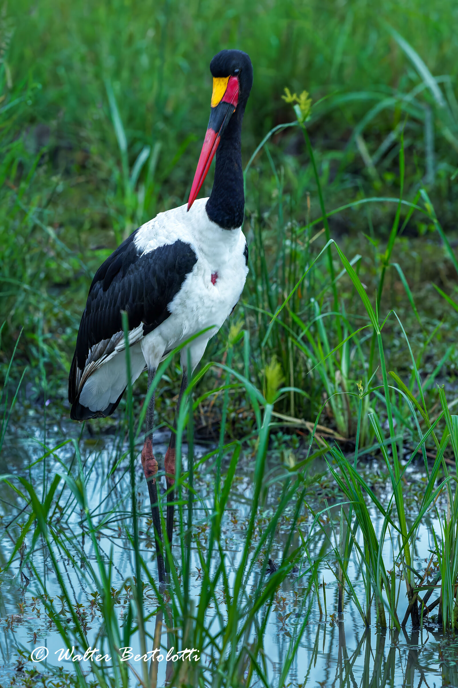 Ephippiorhynchus senegalensis
