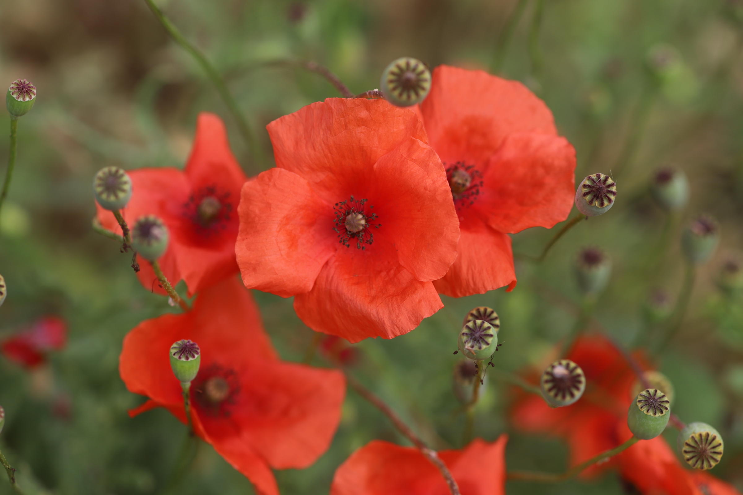 Poppies