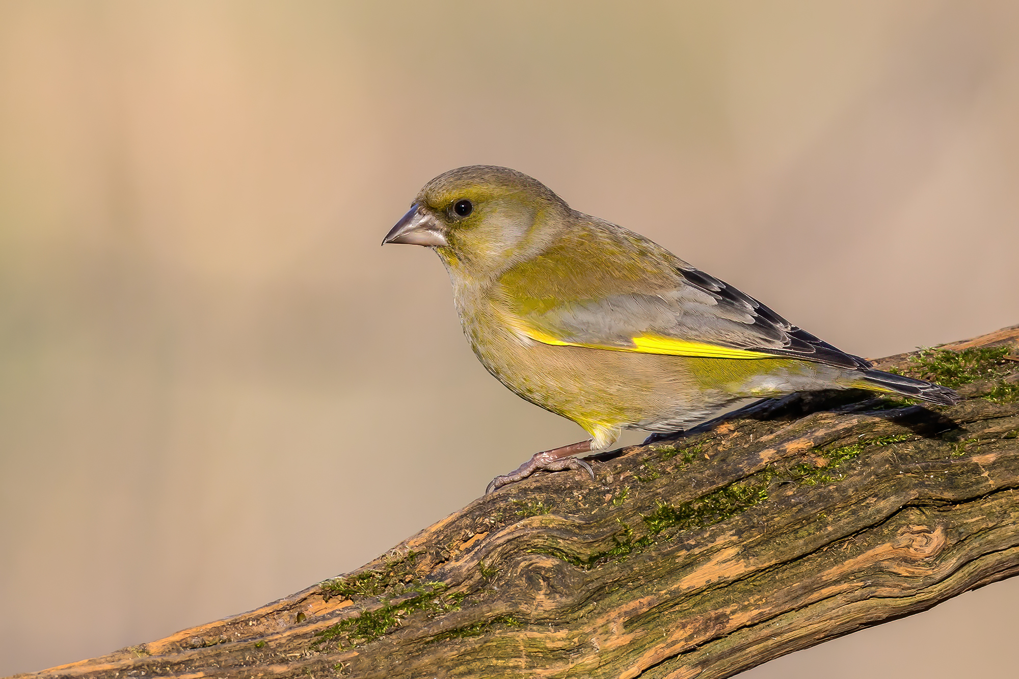 Greenfinch