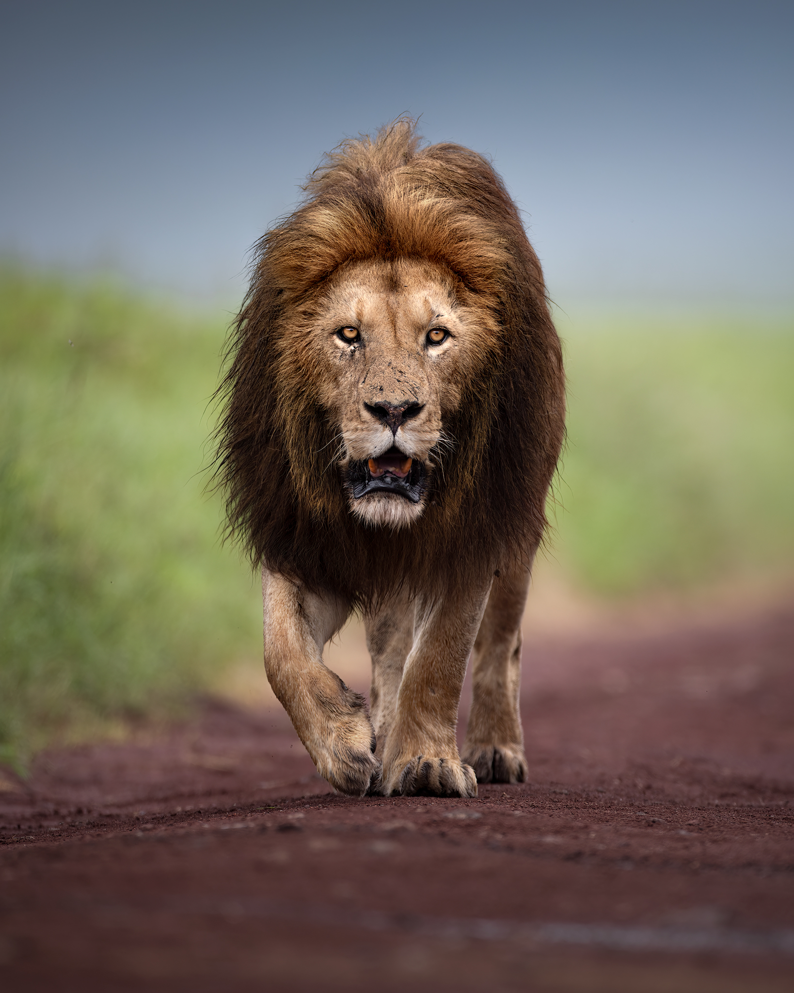 The king of the Ngorongoro Crater