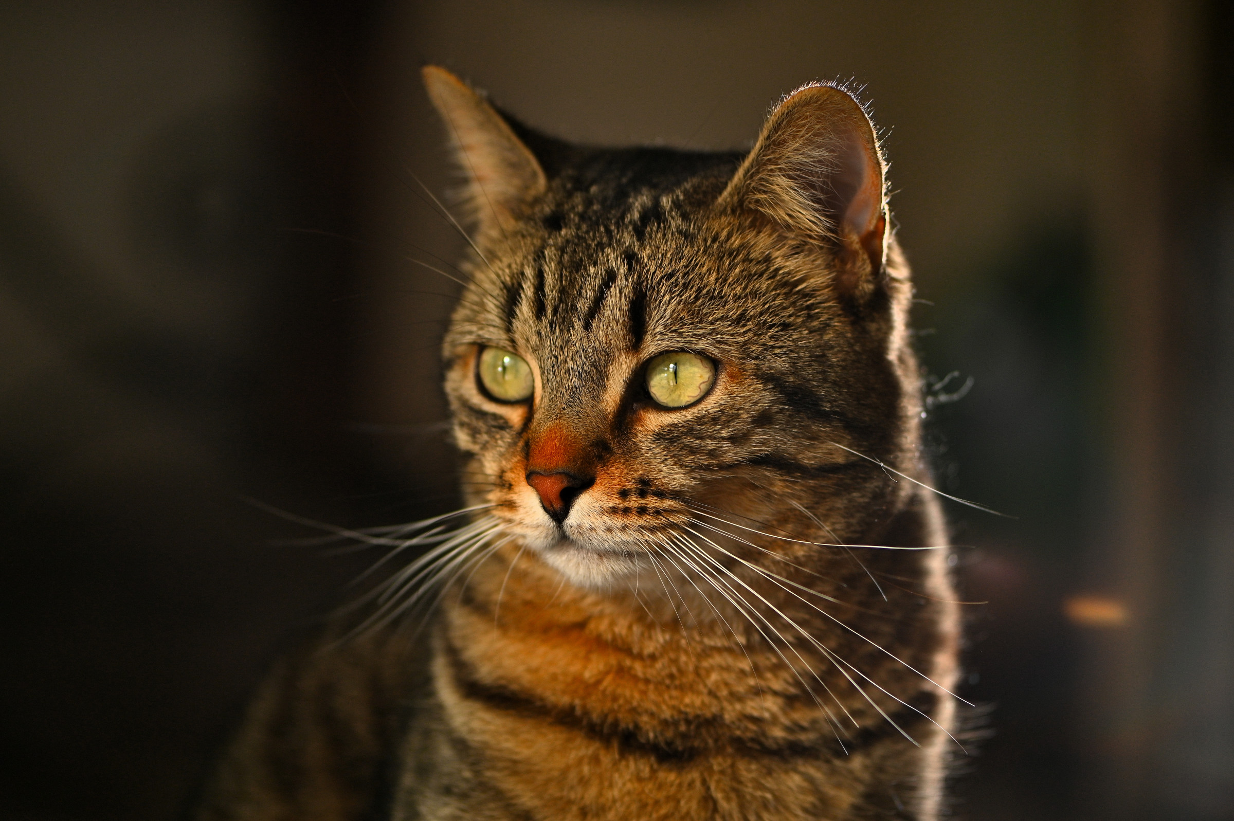 Alert and attentive!!