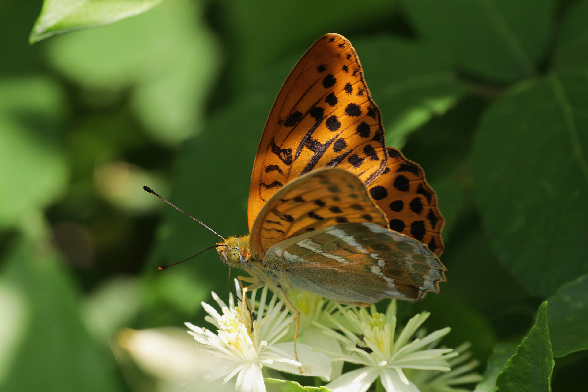 Argynnis paphia