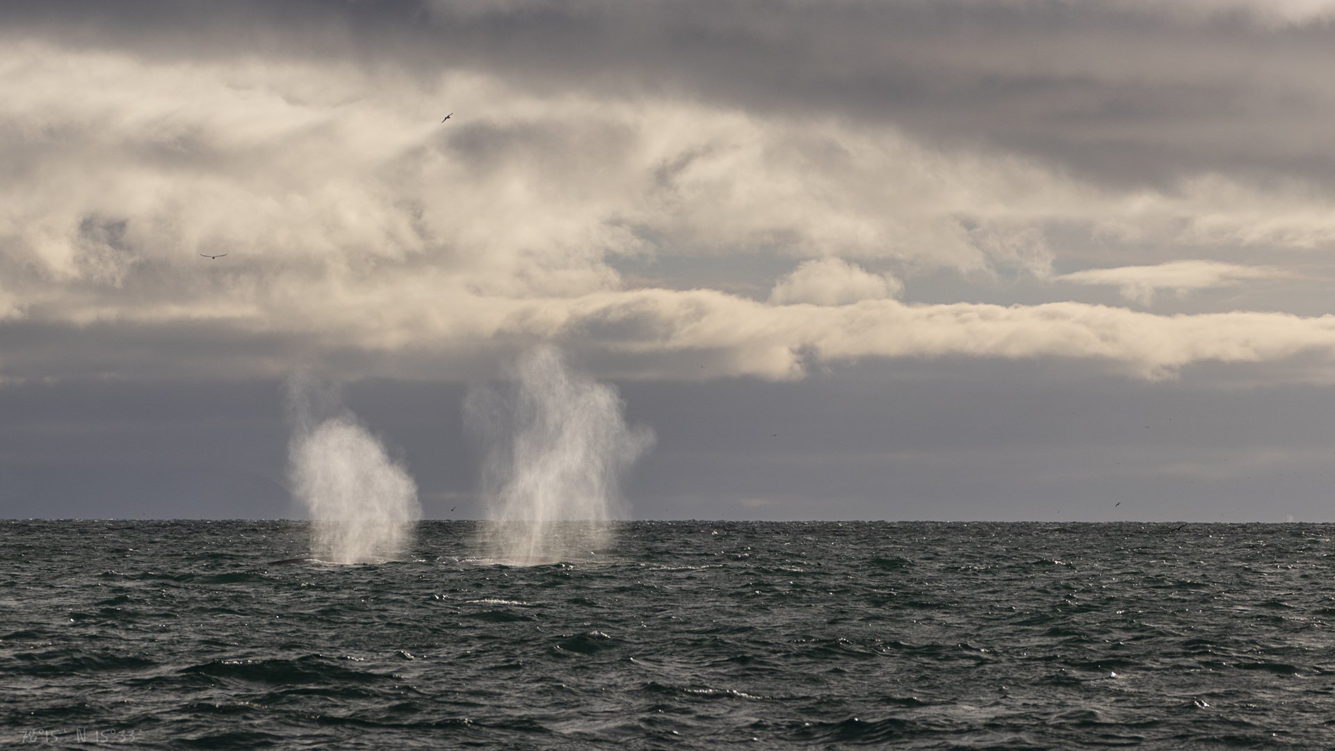 Whales in Billefjorden