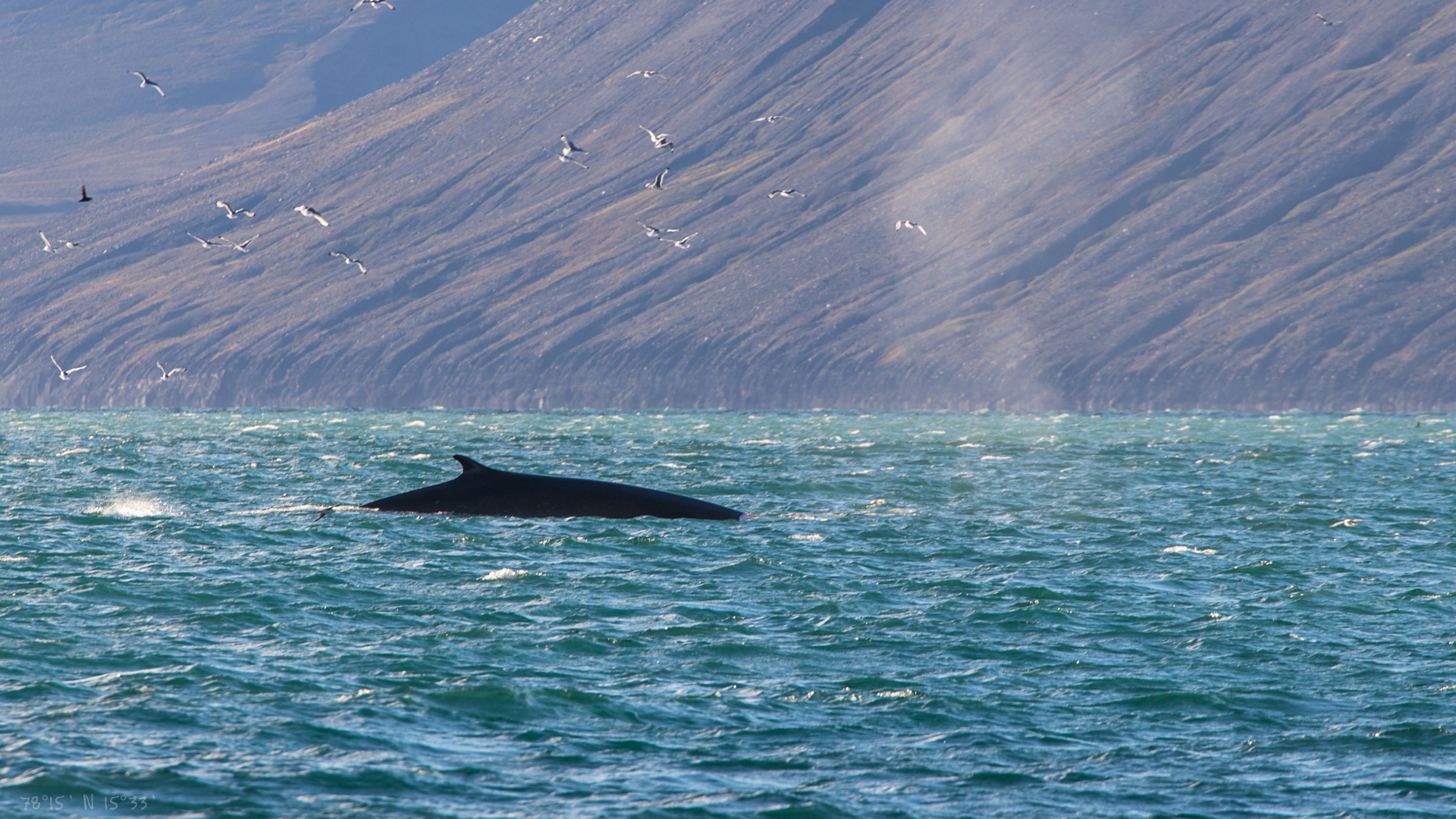Whales in Billefjorden