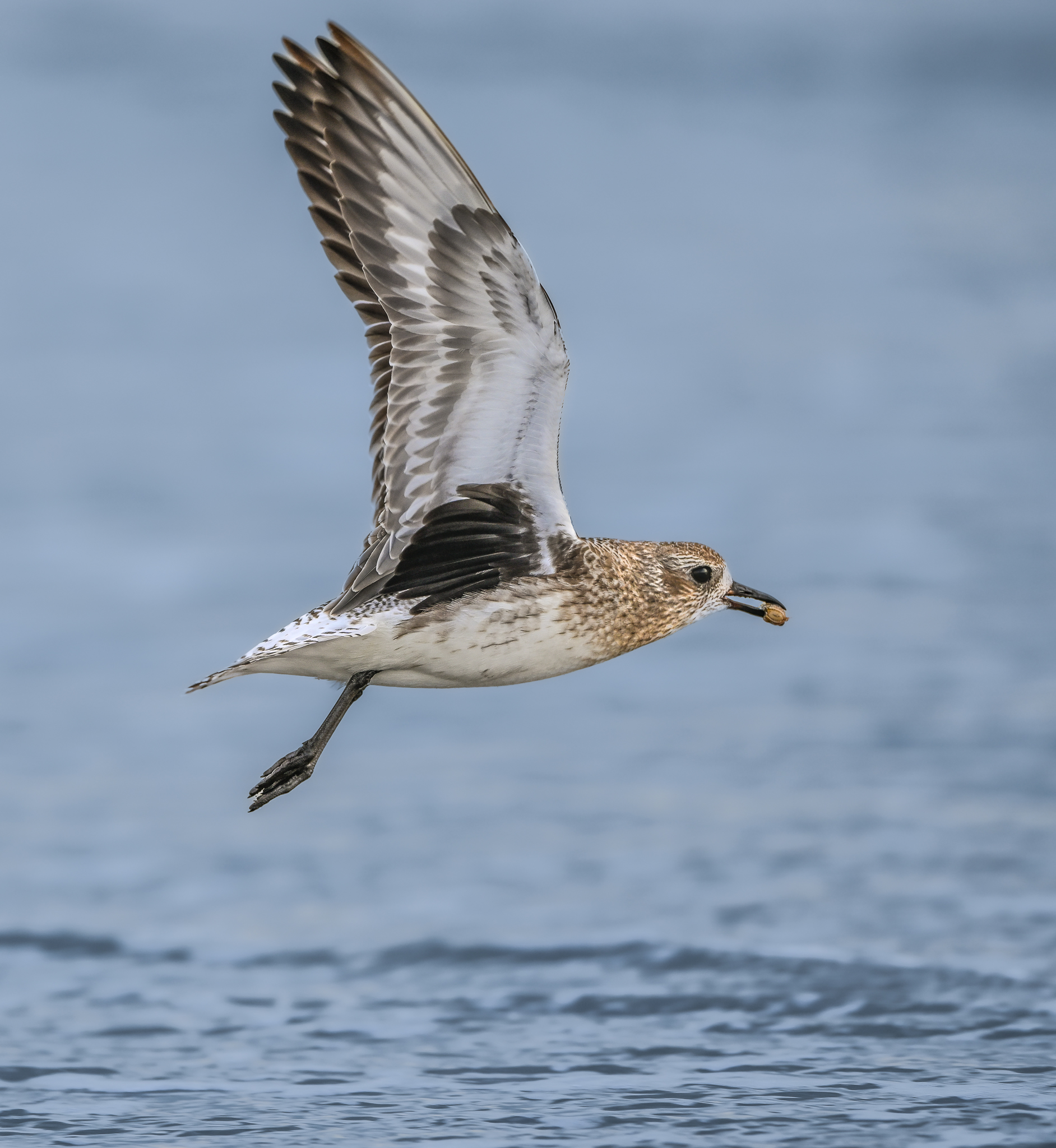 Plover with snack