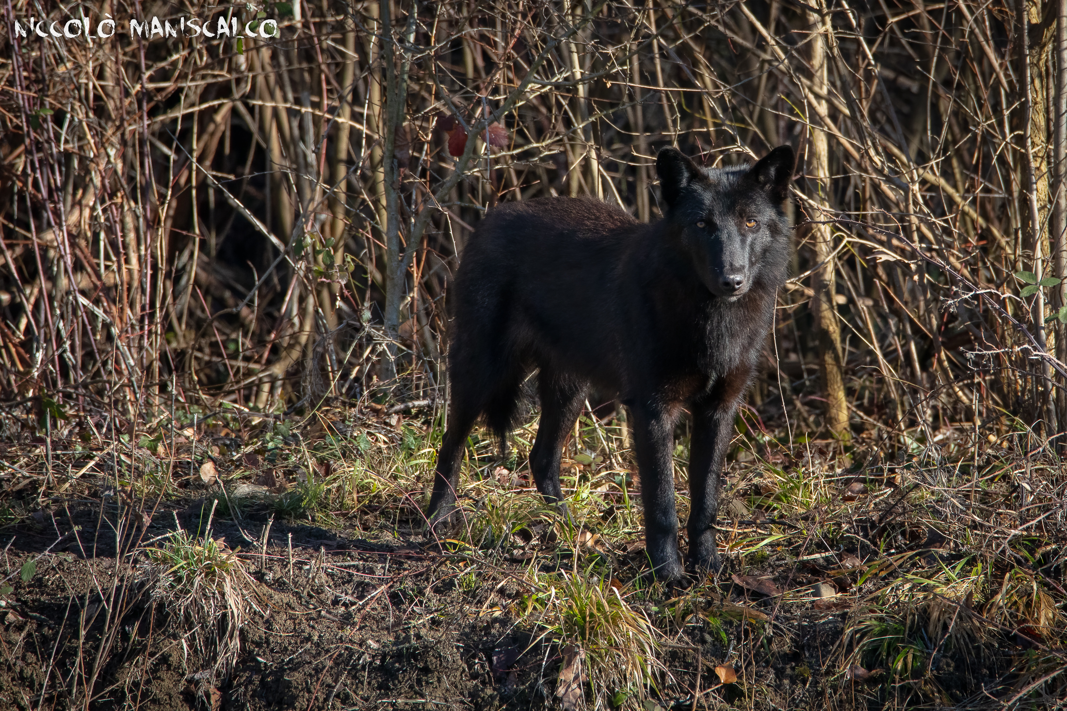 Il primo Lupo non si scorda mai!
