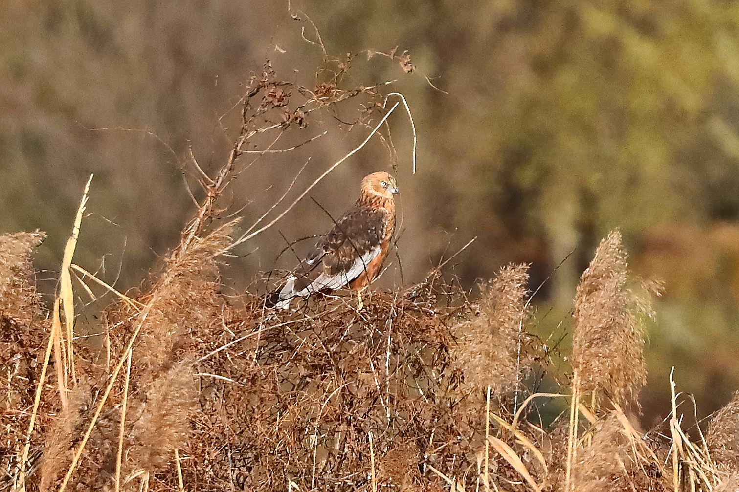 Marsh Harrier M 29-11-2023