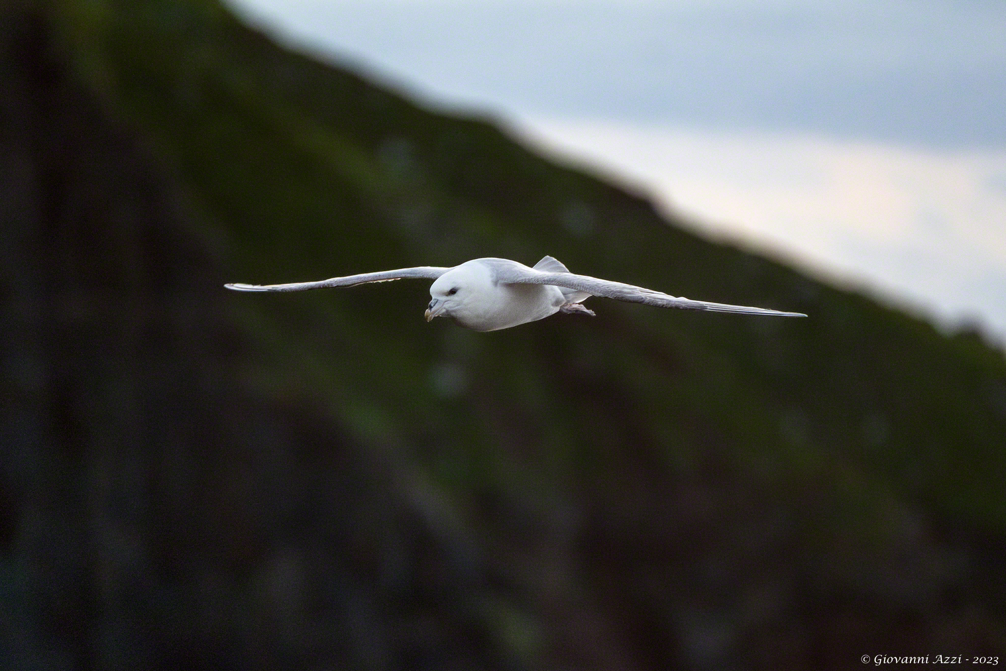 Fulmar