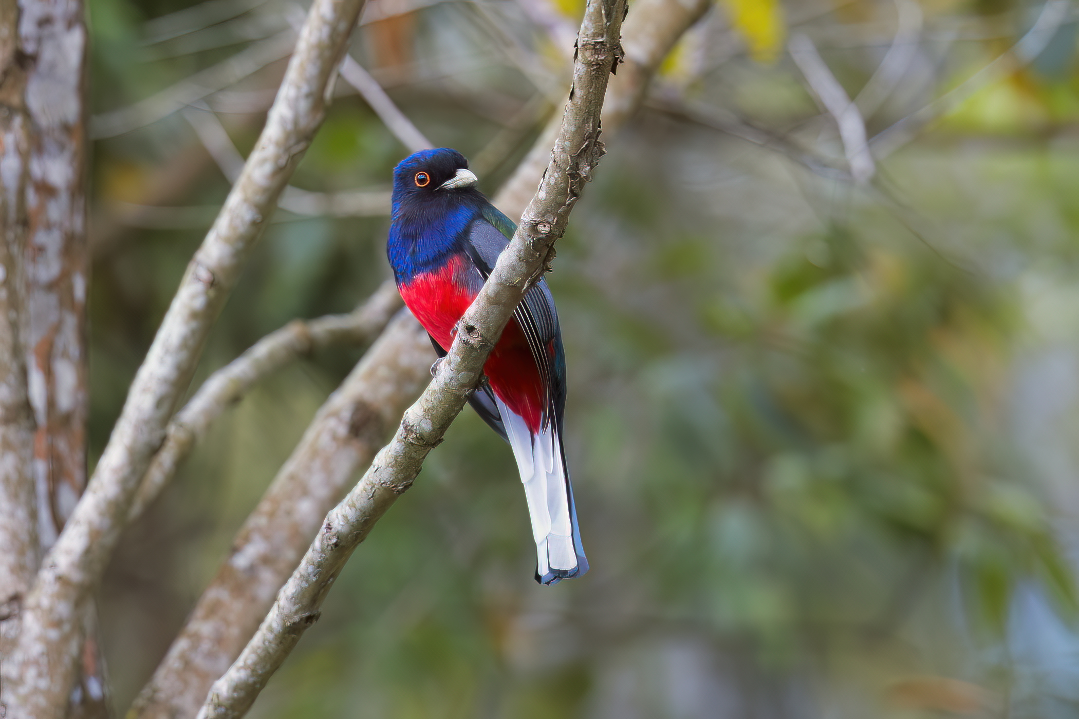 Trogon surucua red-bellied (m.)
