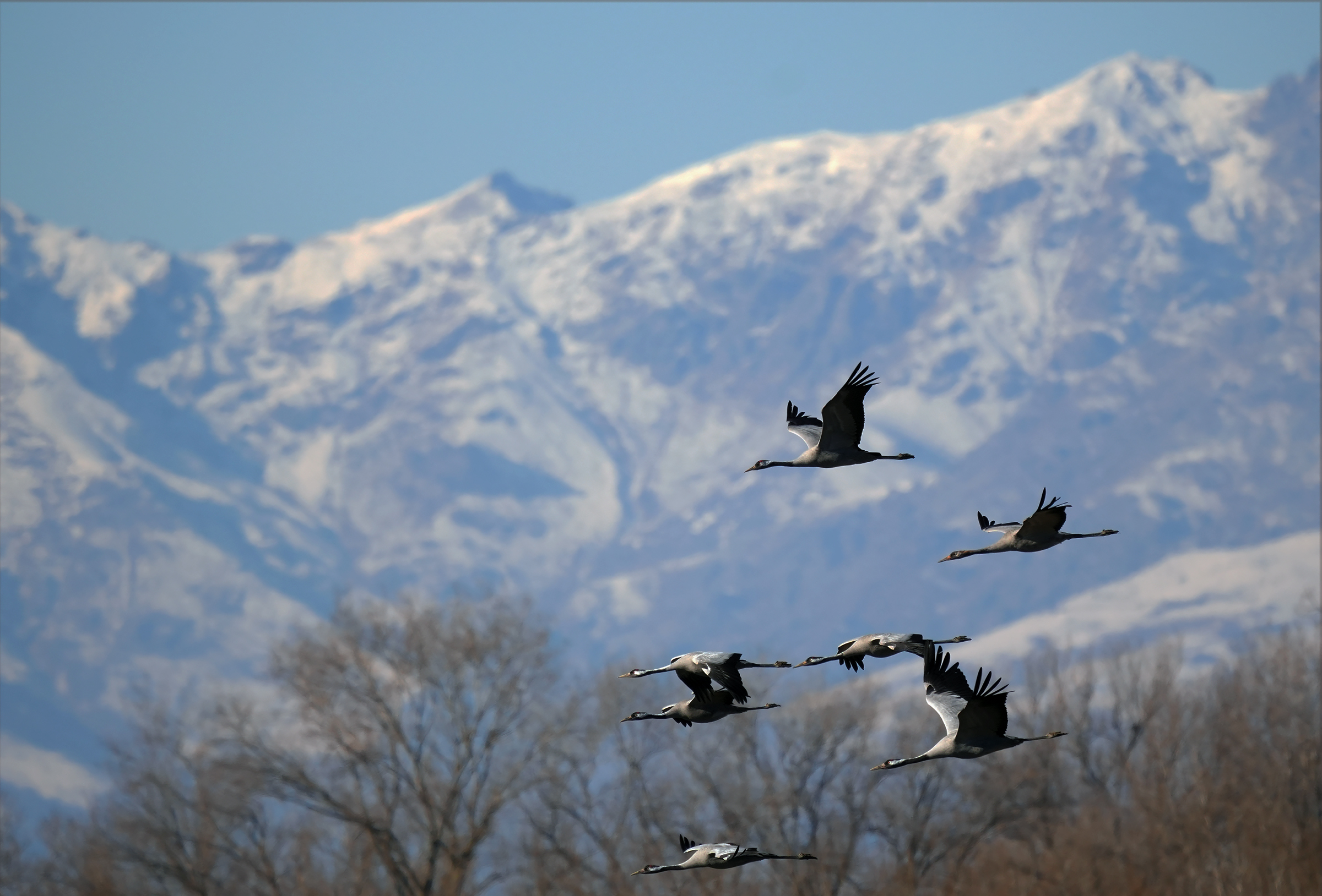 crane