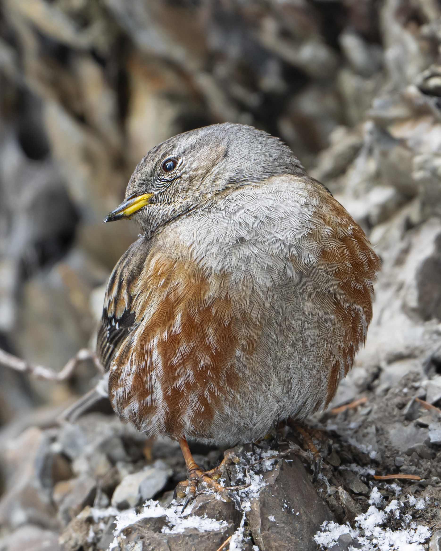 Alpine accentor