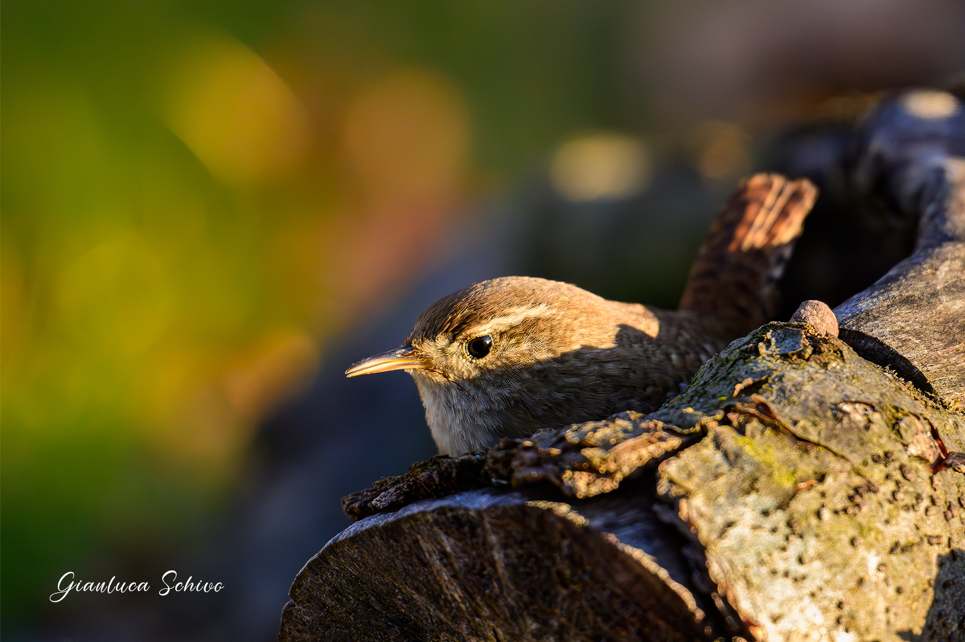 Wren