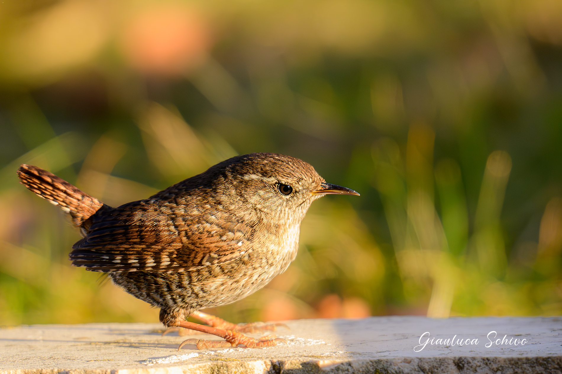 Wren